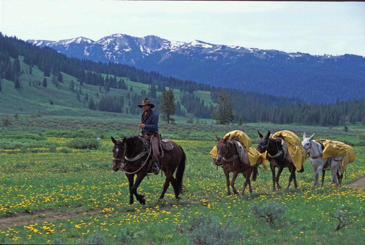 horse pack trips in yellowstone